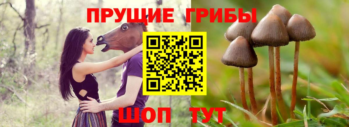 Гусиноозёрск  Галлюциногенные грибы Psilocybe  Вход с VPN 